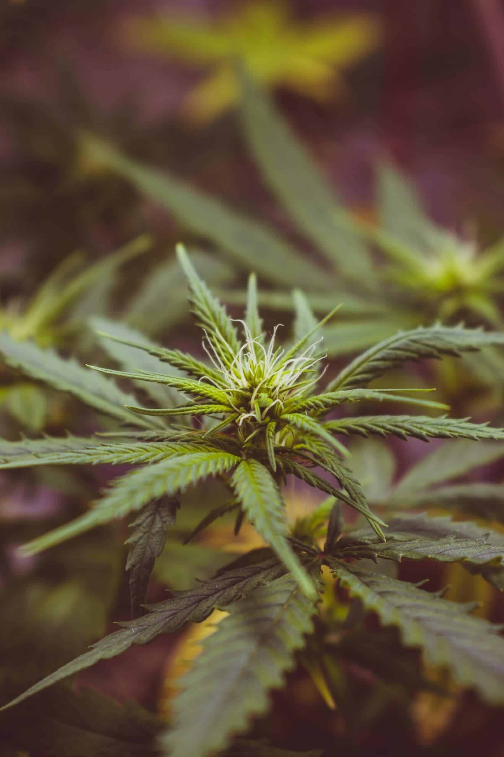 Long island Medical marijuana